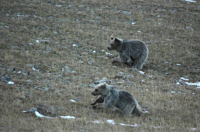 Die im Kaukasus heimische Unterart des Braunbären ist der Syrische Braunbär. Er wird auch im Tierpark Goldau gehalten.