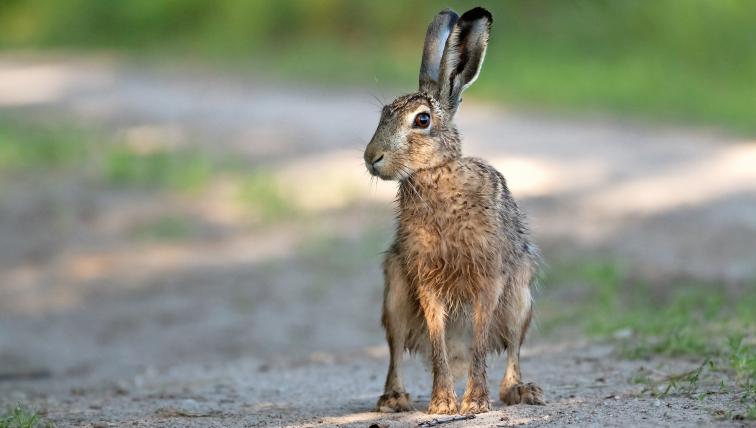 Kaphase (Lepus capensis):Sein Lebensraum sieht aus wie ein Flickenteppich auf dem afrikanischen Kontinent. Von Südafrika bis nach Marokko oder im Iran ist er vielerorts zu finden. Uneins sind sich Experten, ob eine Population auf Sardinien zur Art des Kaphasen gehört oder eher zum Iberischen Hasen.