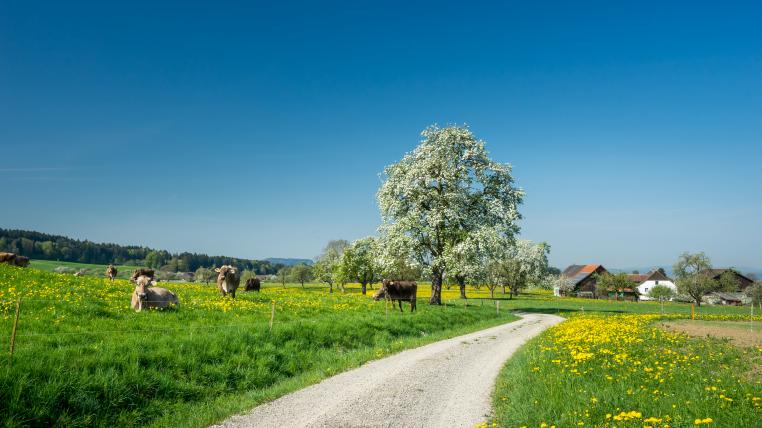 Förderung der Artenvielfalt: Der Kanton Thurgau setzt die vor einem Jahr gutgeheissene Biodiversitäts-Initiative um.