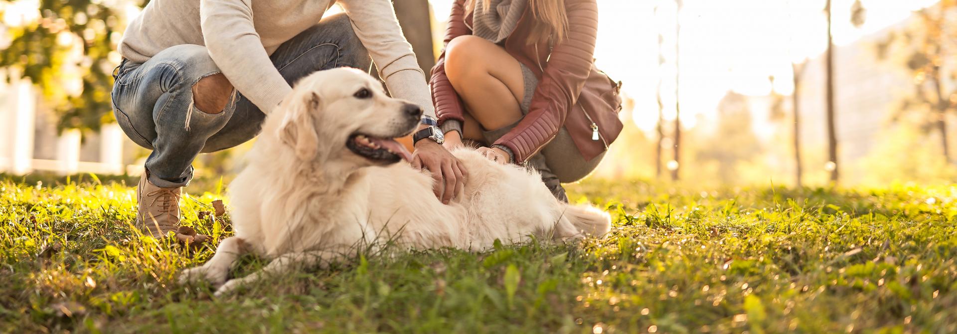 Paar teilt sich Hund