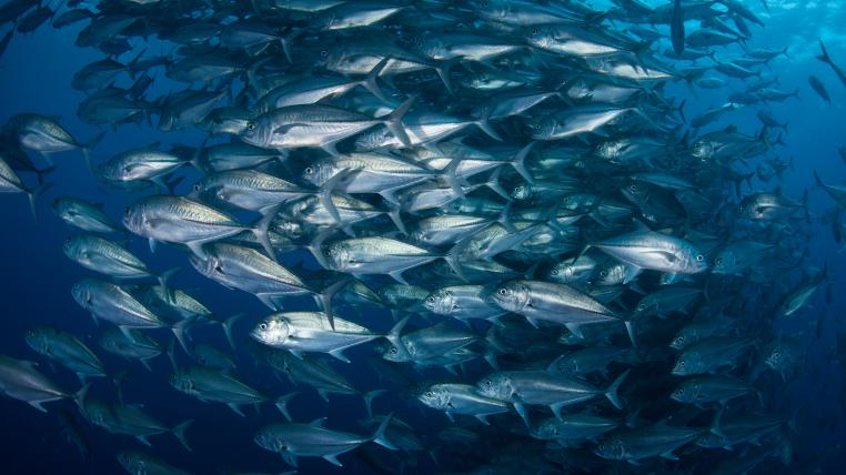 Meeresschutzgebiete können auch zu höheren Fischereierträgen – zum Beispiel von Grossaugen-Stachelmakrelen – führen, glauben Forschende.