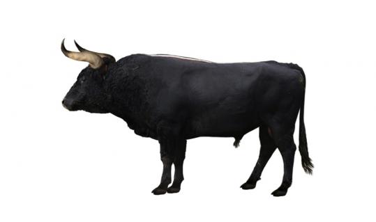 Sein Stammvater ist der Auerochse, der 1627 ausgerottet wurde – das Bild ist eine Rekonstruktion. In Grösse, Körperbau und Form der Hörner unterschied er sich von den heutigen Rindern.