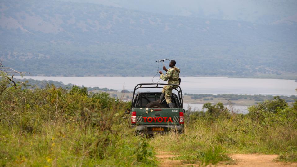 Diese Mitarbeiter von African Parks suchen und überwachen die Nashörner.