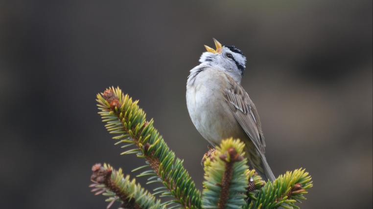 Die in den USA und Kanada verbreiteten Dachsammern gehören zur Familie der Neuweltammern – auf Engisch «American Sparrows», was oft falsch übersetzt wird und weswegen diese Vögel von deutschsprachigen Medien gerne den Spatzen zugeordnet werden. Sie sind aber näher mit «unseren» Ammern verwandt als mit «unseren» Spatzen.