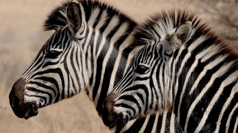 Zebras lassen sich nicht zähmen – versucht hat man es.
