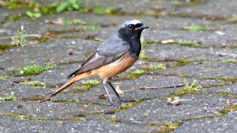 Hausrotschwanz-Gartenschwanz-Hybride sind nur bei den Männchen erkennbar. Die Weibchen der beiden Arten gleichen sich ohnehin schon sehr. Dieser Hybrid aus Wenslingen BL zeigt unter anderem das weisse Flügelfeld des Hausrotschwanzes und den roten Bauch des Gartenrotschwanzes.