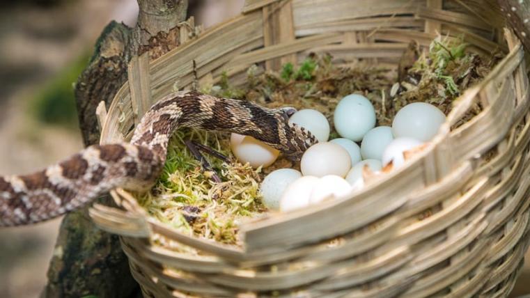 Null-Minuten-Ei: Die Afrikanische Eierschlange frisst nur ganz frische Eier.