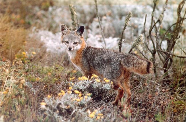 Im Gegensatz zum Graufuchs mit seinem riesigen Verbreitungsgebiet, ist dasjenige des Insel-Graufuchses (Urocyon littoralis) winzig. Es ist auf sechs der acht vor der kalifornischen Küste liegenden Kanalinseln beschränkt. Der Insel-Graufuchs ist die zweitkleinste Fuchsart der Welt. Auf jeder der sechs Inseln lebt eine eigene Unterart. Die Weltnaturschutzunion IUCN führt den Insel-Graufuchs als «potentiell gefährdet».