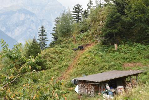 Die Schwarzen Alpenschweine werden ihrem Namen gerecht. Sie sind perfekt an das Leben im steilen Geländeangepasst.
