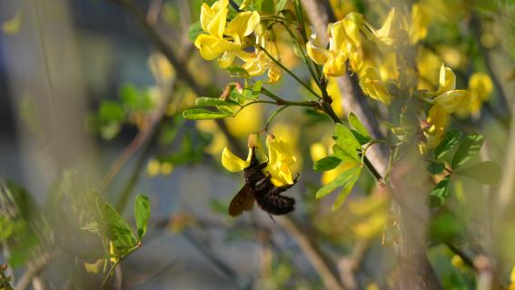 In der Schweiz gibt es rund 600 verschiedene Wildbienenarten. Knapp die Hälfte (45 Prozent) davon sind bedroht. Im Bild die seltene Grosse Holzbiene (Xylocopa violacea).