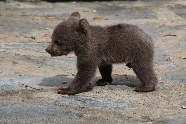 Drei kleine Bärchen im Zoo von Servion - tierwelt.ch | TierWelt