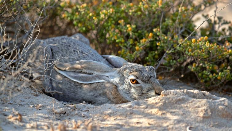 Wüstenhase (Lepus tibetanus): Dieser grimmig dreinblickende Geselle lebt auf bis zu 4000 Metern Höhe in den Halbwüsten Zentralasiens. Dort ernährt er sich von Kräutern, Samen, Beeren und Wurzeln. Saftig-
grüne Bergwiesen meidet er hingegen.