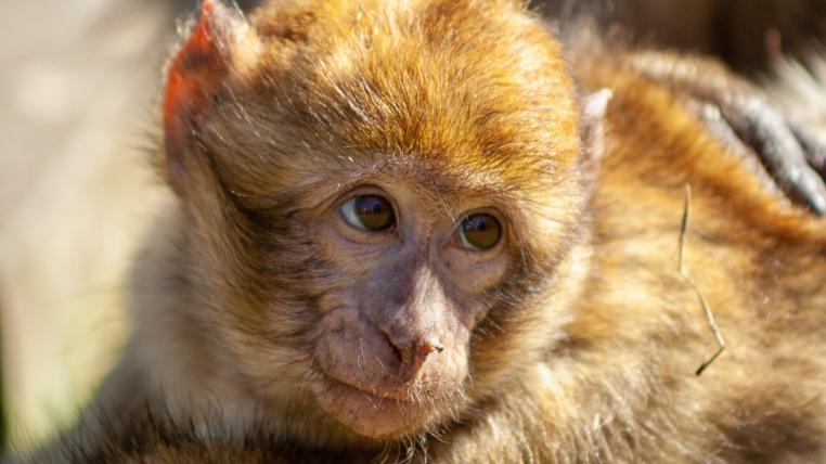 Mehr Schutz den Primaten: Die Volksinitiative der Denkfabrik «Sentience Politics» verlangt, dass die kantonale Verfassung mit einen Artikel für das «Recht von nichtmenschlichen Primaten auf Leben und auf körperliche und geistige Unversehrtheit» ergänzt wird.