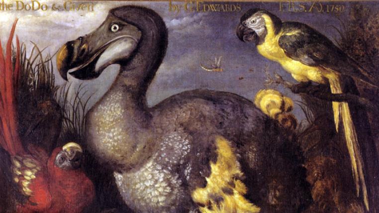 «Edward`s Dodo» ist eines der berühmtesten Gemälde eines Dodos, gemalt von Roelant Savery im Jahr 1626, als es noch Dodos gab. Das Gemälde gelangte in den Besitz des Ornithologen George Edwards, der es dem British Museum übergab. Heute hängt es im Natural History Museum in London.