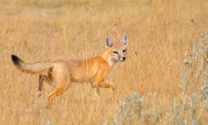 Der Swiftfuchs (Vulpes velox) gleicht ein bisschen dem Rotfuchs, ist aber kleiner und hat hellgraue Stellen im Fell. Er lebt in den Steppengebieten im Herzen der USA. In den 1930er-Jahren war er beinahe ausgestorben, nun listet ihn die IUCN wieder als «nicht gefährdet».