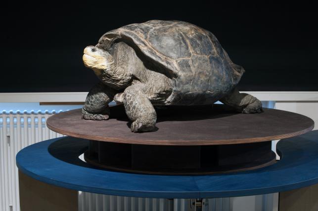 Von den ursprünglich 15 Arten von Galápagos-Riesenschildkröten sind 5 ausgestorben.