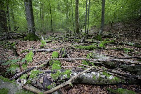 Langsam erobert sich das unbenutzte Waldgebiet seine natürlichen Kreisläufe zurück.