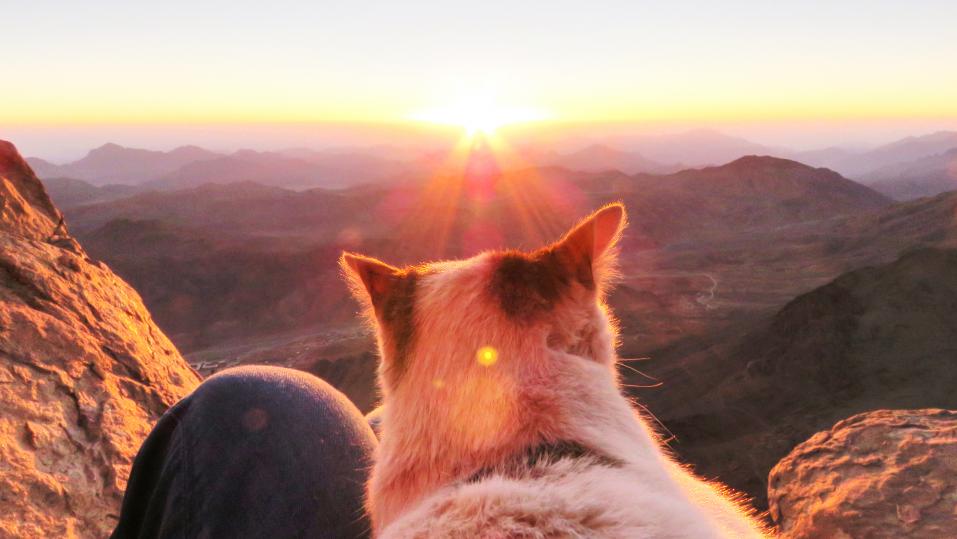 Sonnenaufgang mit Büsi: Das gibts auf dem Berg Sinai.