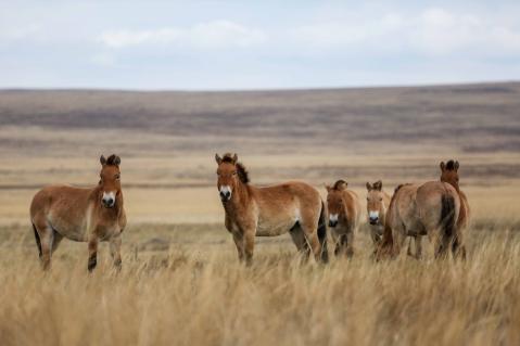Lange galt das Przewalski-Pferd der mongolischen Steppen als einzige überlebende Unterart des Wildpferdes. Neue Studien legen aber nahe, dass auch sie keine echten Wildpferde, sondern verwilderte Hauspferde sind. Damit dürfte das Wildpferd endgültig ausgestorben sein.