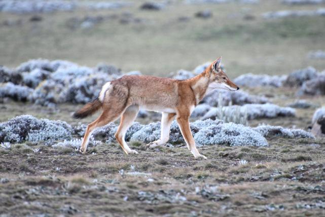 Der seltene äthiopische Wolf (Canis simensis) wird von der IUCN als «stark gefährdet» gelistet. In freier Wildbahn gibt es nur noch einige hundert Tiere, die in kleinen Berggebieten in Äthiopien und im östlichen Sudan leben.