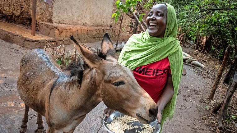 Im Gegensatz zu anderen Eselhaltern Äthiopiens umsorgt Fantu Hamiu ihr treues Grautier: «Unser Grauer soll es gut haben bei uns!»