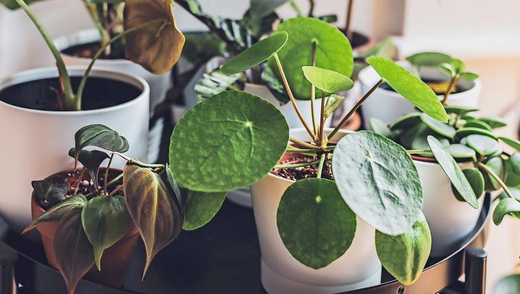 Je mehr Zimmerpflanzen, desto besser, sagen sich derzeit viele und decken sich kräftig damit ein – zum Beispiel mit einem rundblättrigen Glückstaler (Pileapeperomioides).