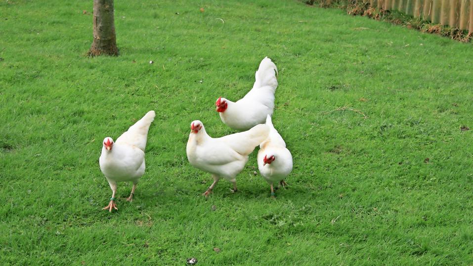 Lässt man seine Hühner in Ruhe und bleibt auf Distanz, hat man vom Hahn in der Regel nichts zu befürchten.