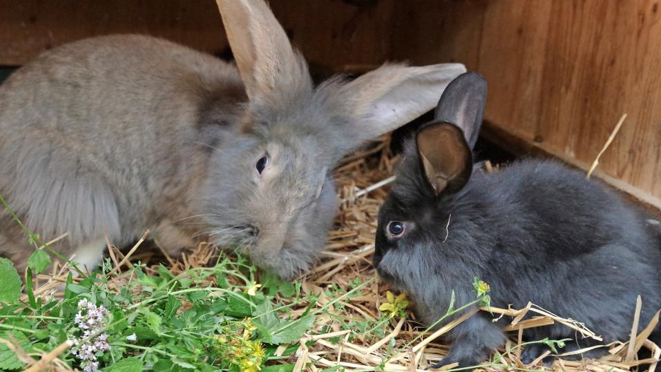 Frische Kräuter halten Kaninchen gesund und verhelfen Jungtieren zu einer guten Entwicklung.