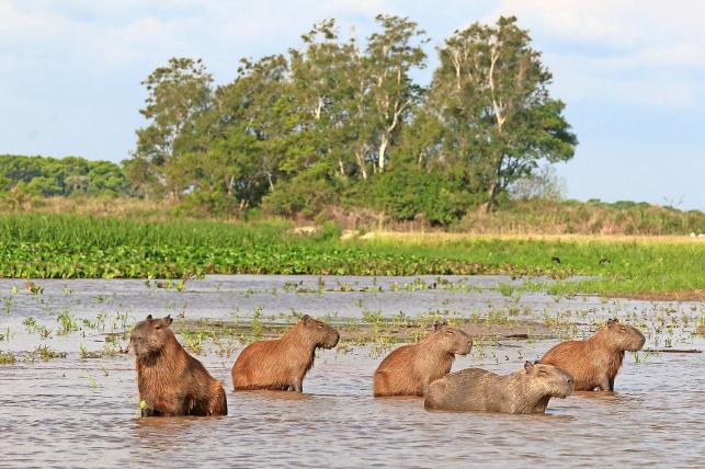 Die Capybaras sind die grössten Nagetiere der Welt.