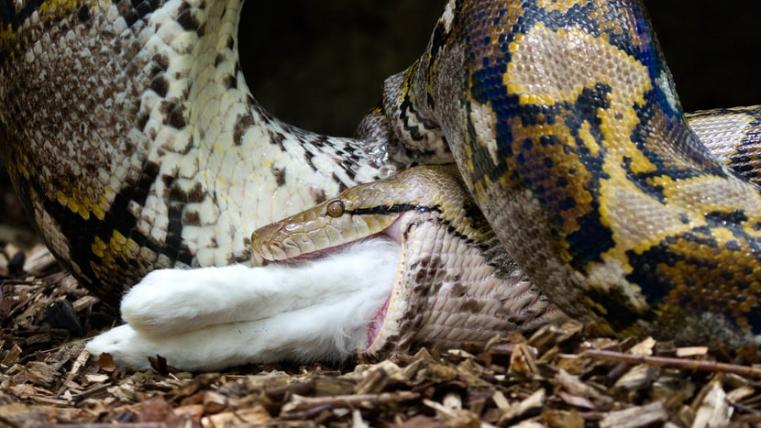 Leblos: Die Schlangen, im Bild ein Netzpython, erhalten ihre Futtertiere im toten Zustand. 