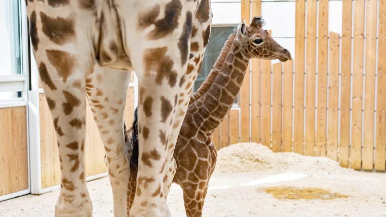 In den ersten Wochen nach der Geburt blieb der Giraffenpark für Zoobesucher geschlossen. Die Tiere sollten sich erst an die neue Situation mit einem Jungtier in ihrer Mitte gewöhnen können.