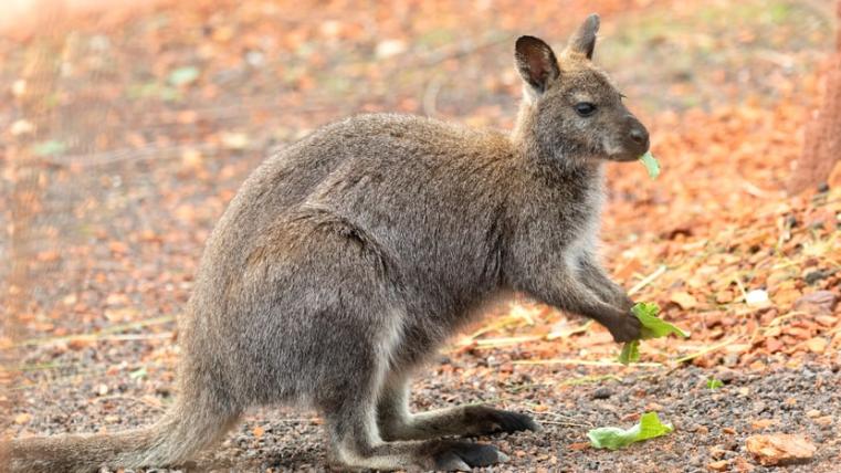 Reiner Pflanzenfresser: Ein Bennett-Wallaby frisst in der Australien-Aussenanlage Salat. 