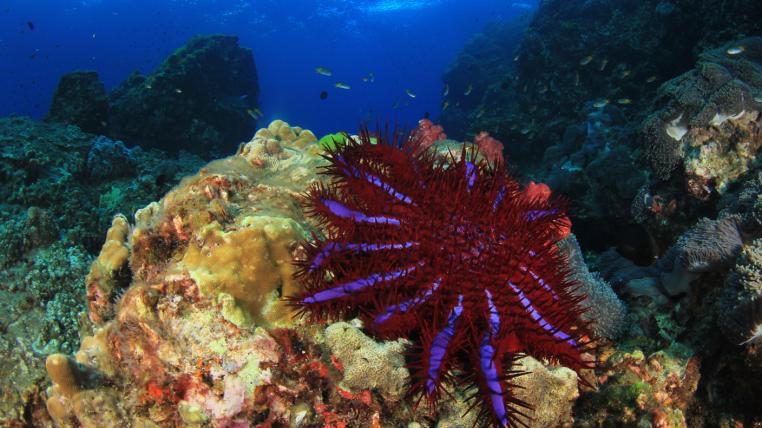 Die gefrässigen Dornenkronenseesterne ernähren sich von Korallen und setzen dem Great Barrier Reef arg zu.