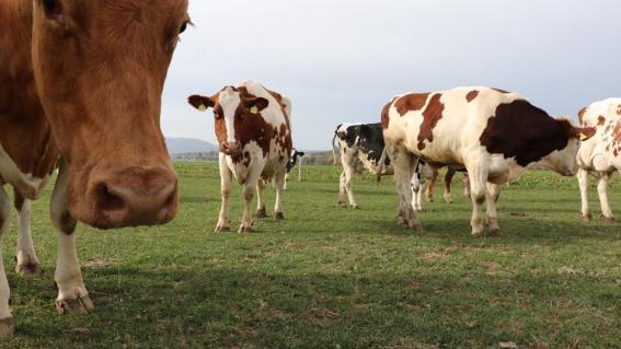 Mit ihrer Nase und dem Jacobson-Organ nehmen Kühe unter anderem Stresshormone wahr – von Artgenossen, aber auch von Menschen.