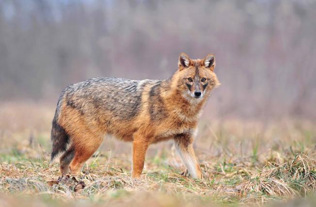 Der Goldschakal (Canis aureus) stammt aus Indien und dem Nahen Osten, breitet sich aber zusehends nach Westen aus. Auf dem Balkan gibt es etablierte Populationen, in der Schweiz wird er ab und zu gesehen, ist aber nach wie vor ein seltener Gast.
