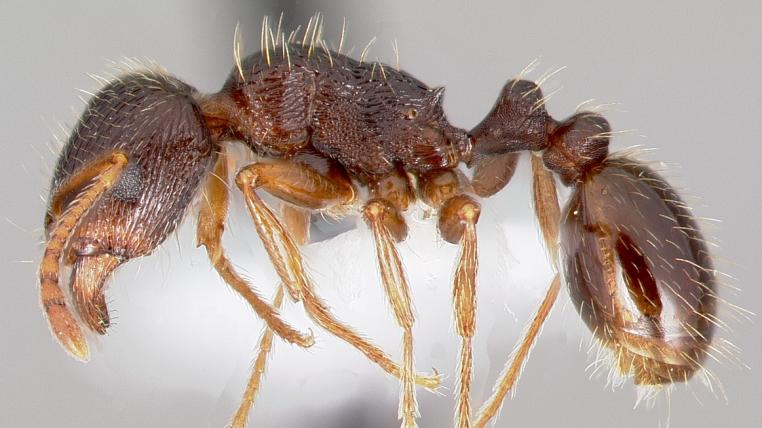 Bei der Ameisenart«Tetramorium alpestre» gibt es wehrhafte kleine Gruppen mit einer Königin. Zugleich bilden sie mit Superkolonien vergleichbare grössere Gruppen mit mehreren Oberhäuptern.