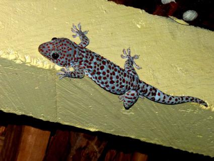 Die lauten «Gecko-gecko»-Rufe der Tokehs hört man des Nachts in Dörfern und suburbanen Gebieten von Indien bis zu den Philippinen. Die bis zu 35 Zentimeter langen Geckos verstecken sich gerne unter Hausdächern, dringen aber auch mal in Häuser ein. In Asien verirren sich auch Schlangen wie Pythons oder giftige Arten wie die Kettenviper in menschliche Behausungen. Dabei kommt es leider häufig zu tödlichen Zwischenfällen.