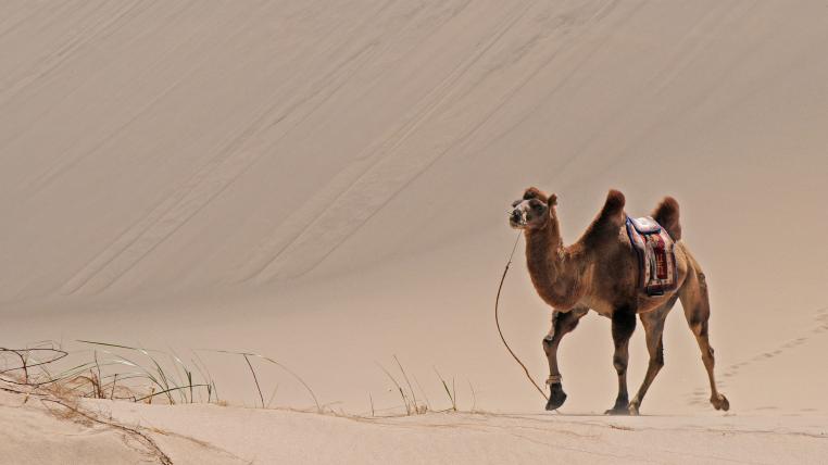 «Kamel» ist ein Überbegriff für Trampeltiere (mit zwei Höckern) und Dromedare (mit einem Höcker). Ihnen verwandt sind die Neuweltkameliden, zu denen Alpakas und Lamas gehören.