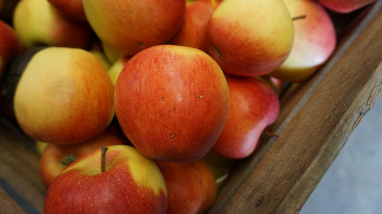 Hagelschäden: Obwohl die Schäden kaum sichtbar sind, möchte Christoph Lamprecht diese Äpfel nicht im Hofladen verkaufen. Entweder gehen sie in die Mosterei – oder die Mutterkühe freuen sich über den Leckerbissen.