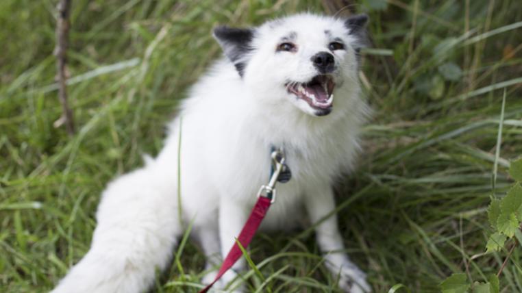 Ein als Haustier gehaltener Fuchs in der Farbvariante «Georgian White». Mit zunehmenden Domestikationserscheinungen begann die Fellfarbe der Füchse sich zu verändern, wie dies auch bei Hunden und Katzen der Fall war. Genetiker erklären dies mit niedrigeren Spiegeln von Stresshormonen, die sich auf die Genexpression auswirken.