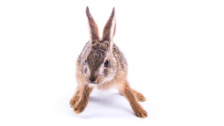 Burmesischer Hase (Lepus peguensis): Weil es in seinem Lebensraum in Laos und Vietnam während der Trockenzeit immer wieder brennt, könnte es für den Burmesischen Hasen dereinst brenzlig werden; vorerst ist aber auch diese Hasenart nicht gefährdet. Er lebt in offenen Wäldern, entlang überschwemmten Flüssen, aber auch in Reisfeldern.