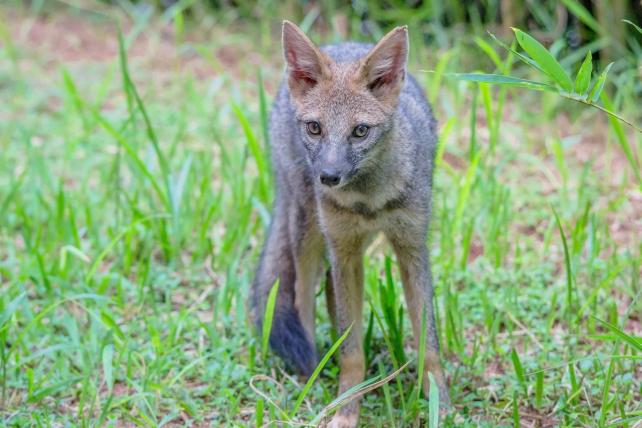 Der Brasilianische Kampffuchs (Lycalopex vetulus) lebt in den Cerrados, den Savannenlandschaften Brasiliens.