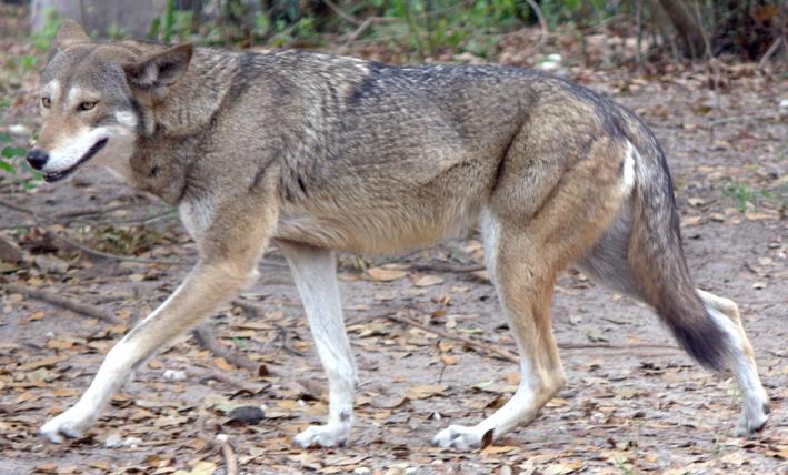 Der Rotwolf (Canis rufus) ist vom Aussterben bedroht und der am stärksten gefährdete aller Hunde. Es gibt nur eine einzige kleine Population im US-Bundesstaat North Carolina, die dort wiederangesiedelt wurde, nach dem die Art 1980 in der Wildnis ausgestorben war. In den USA tobt ein politischer Streit um den Rotwolf. Die Republikaner wollen das Schutzprogramm einstellen und ihn aussterben lassen. Es gibt noch geschätzt 50 bis 150 Tiere. Manche Wissenschaftler sehen den Rotwolf nicht als eigene Art, sondern als Unterart des Wolfs an.