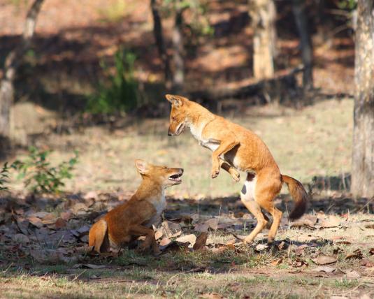 Auch der Rothund (Cuon alpinus) jagt in grossen Rudeln. Er ist aber vor allem in Indien und Südostasien verbreitet und wird auch Asiatischer Wildhund genannt. Wie der Afrikanische Wildhund ist auch er stark gefährdet. Charakteristisch sind das rote Fell, die heller gefärbte Brustpartie und die dunkle Schwanzspitze.