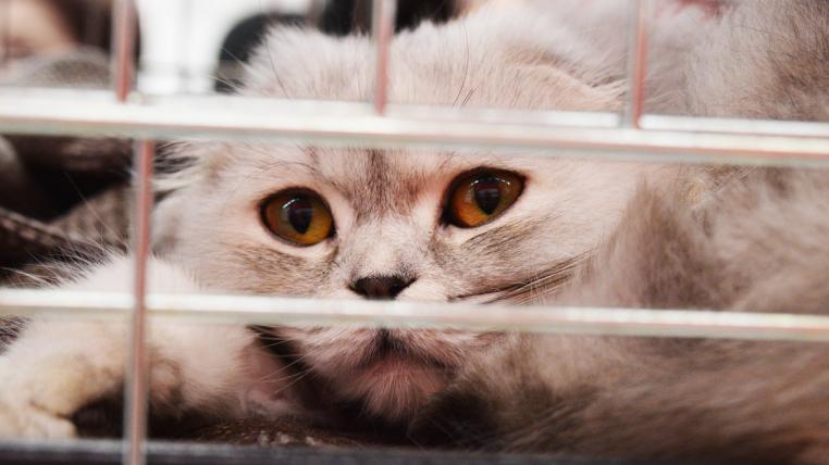 Der Betreiber eines Katzenasyls protestierte vor Bundesgerticht gegen Tierschutzauflagen und verlor (Symbolbild).