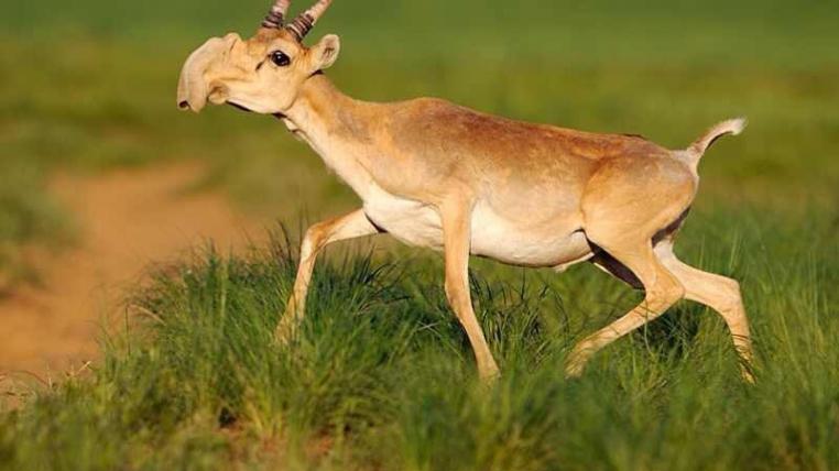 Die vom Aussterben bedrohte Saiga-Antilope ist etwa so gross wie ein Schaf und spielt im Ökosystem der Steppen, in den sie heimisch ist, eine wichtige Rolle als Nährstoffverwerter. Eine mysteriöse Seuche tötete im Mai mehr als die Hälfte des Bestandes.