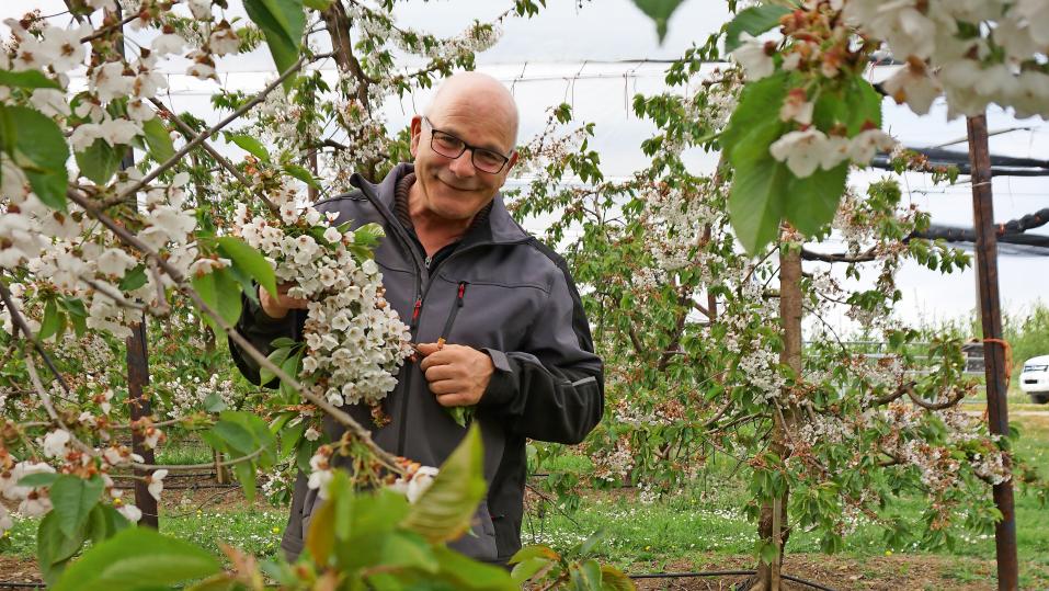 Andy Steinacher bewirtschaftet rund 3500 Obstbäume nach konventioneller Landwirtschaft.