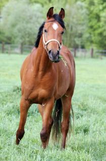 Ein gesundes, glänzendes Fell macht das Pferd nicht nur schön anzusehen, sondern trägt unter anderem auch zur Regulierung seiner Körpertemperatur bei.