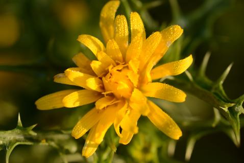 Spanische Golddistel Scolymus hispanicus: Wurzel kann als Gemüse gekocht und die jungen Blätter wie Spinat verwendet werden. Auch die Pflanze ist essbar. Wie andere grüne Blattgemüse wie Mangold oder Spinat enthalten sie viele Vitamine für die Stärkung des Immunsystems.