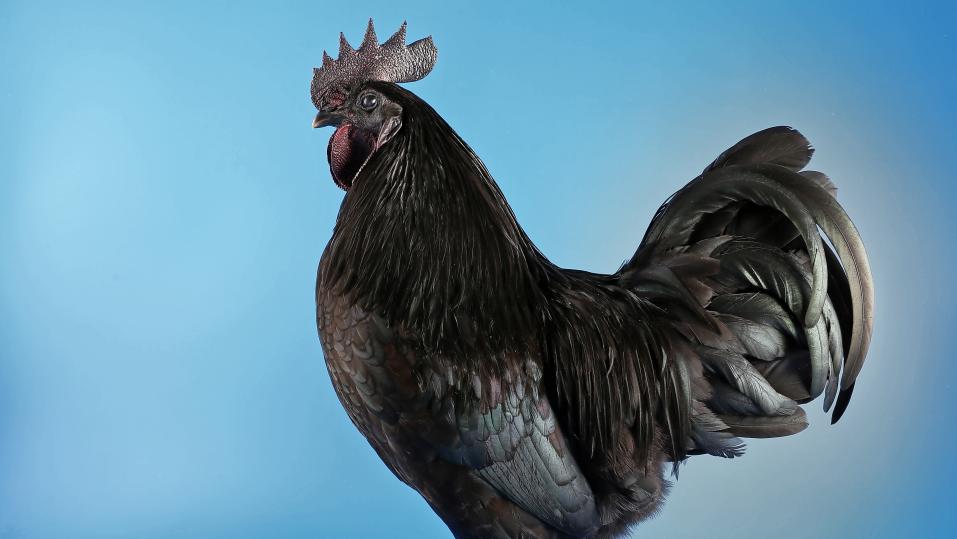 Schwedische Schwarzhühner gehören zu den schwärzestenaller Hühner.